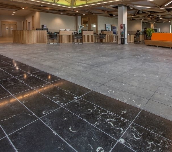 Edgeworth-Irish-Blue-Limestone-fossil